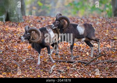 Mouflons européens (Ovis gmelini musimon / Ovis ammon / Ovis orientalis musimon) deux béliers / mâles avec de grandes cornes pendant la rut en automne en forêt Banque D'Images