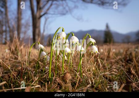 Premiers signes de printemps dans les Murnauer Moos, Murnau, Bavière, Allemagne, Europe Banque D'Images