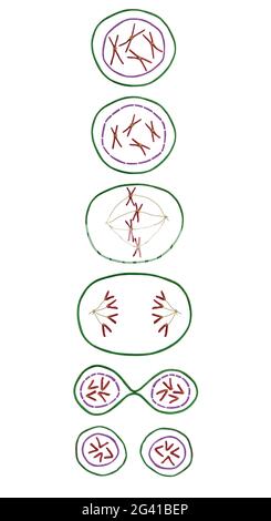 Modèle des phases de mitose. Division cellulaire Banque D'Images