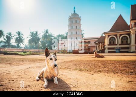 Kavlem, Phonda, Goa, Inde. Chien reposant près de Shree Shantadurga Mandir, temple de Kavlem. Site d'intérêt célèbre et destination populaire. Tour de lampe blanche Banque D'Images