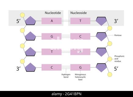 Les nucléotides sont des molécules organiques. Les nucléosides sont des glycosylamines Banque D'Images