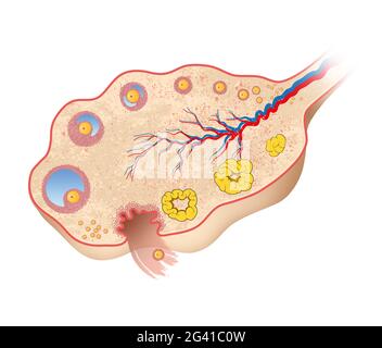 Diagramme de l'ovaire humain Banque D'Images