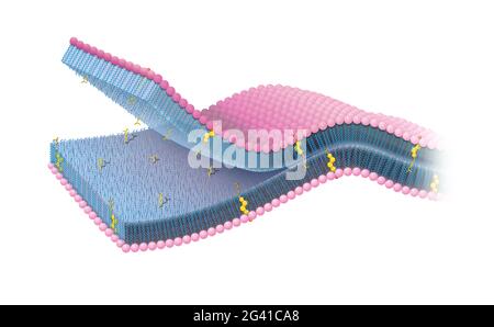 Membrane cellulaire ou membrane cytoplasmique avec cholestérol Banque D'Images