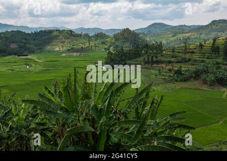 Vue sur la banane et la plantation de thé, près de Gitesi, province occidentale, Rwanda, Afrique Banque D'Images