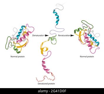 Structure de la protéine normale et démontée Banque D'Images