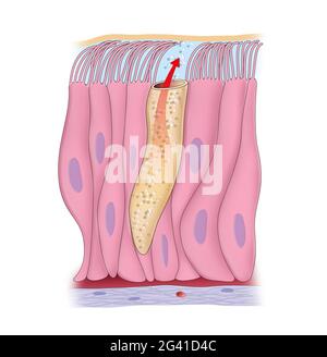 Illustration illustrant un épithélium ciliaté pseudo-stratifié Banque D'Images