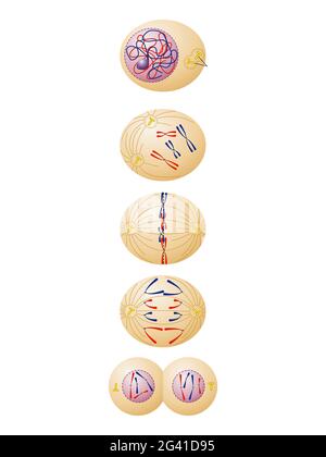 Mitose des cellules somatiques animales et végétales Banque D'Images