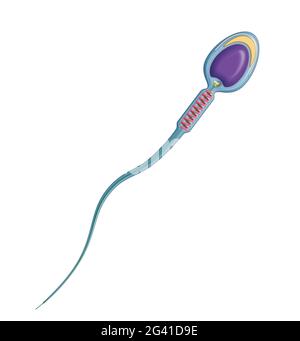Le sperme est la cellule reproductrice mâle. Anatomie des spermatozoïdes humains Banque D'Images