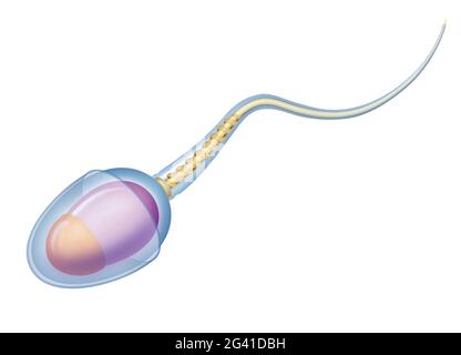Le sperme humain. Cellules reproductrices chez les mâles Banque D'Images