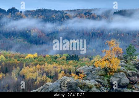 Ambiance de brouillard sur la forêt de couleur automnale, du bassin de cowshed, Kirnitzschtal, Parc national de la Suisse saxonne, Suisse saxonne, grès d'Elbe, Saxe, germe Banque D'Images