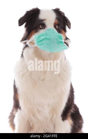 Chien berger australien avec masque de visage isolé Banque D'Images