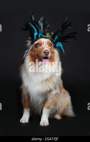 Bergers australiens avec plume de headdress indien Banque D'Images