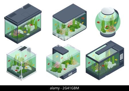 Poissons rouges isométriques dans l'aquarium d'eau douce et ensemble d'éléments sous-marins de l'aquarium, poissons, coraux, vert planté tropical, pierres isolées sur blanc Illustration de Vecteur