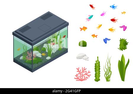 Poissons rouges isométriques dans l'aquarium d'eau douce et ensemble d'éléments sous-marins de l'aquarium, poissons, coraux, vert planté tropical, pierres isolées sur blanc Illustration de Vecteur