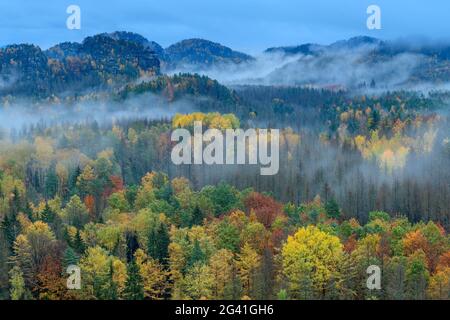 Ambiance de brouillard sur la forêt de couleur automnale, du bassin de cowshed, Kirnitzschtal, Parc national de la Suisse saxonne, Suisse saxonne, grès d'Elbe, Saxe, germe Banque D'Images