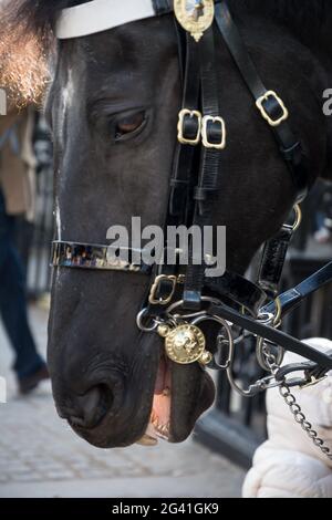 LONDRES - 3 NOVEMBRE : Cheval de la cavalerie de la maison Queens à Londres le 3 novembre 2013 Banque D'Images