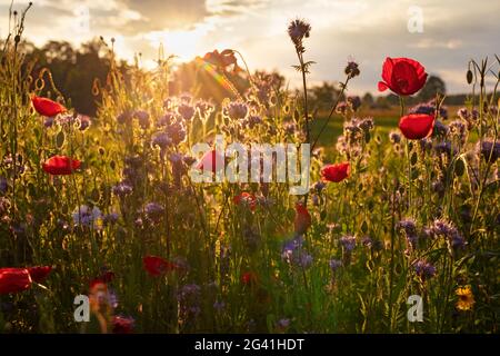 Les pavot à opium (Papaver somniferum) et d'autres plantes sauvages en contre-jour au coucher du soleil à Vagen, Bavière, Allemagne Banque D'Images