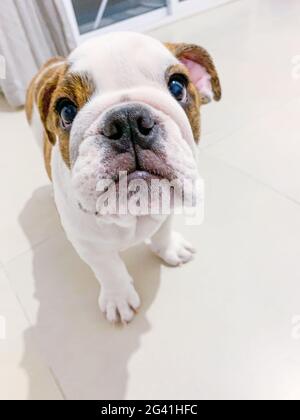 Mignon chiot de Bulldog anglais 4 mois ans regardant l'appareil photo Banque D'Images