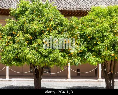 GRENADE, ANDALOUSIE/ESPAGNE - 7 MAI : Orange au Palais de l'Alhambra à Grenade Andalousie Espagne le 7 mai 2014 Banque D'Images