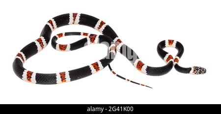 Amazone Banded Snake (Rhinobothryum lentiginosum), Equateur amazonien, province d'Orellana Banque D'Images