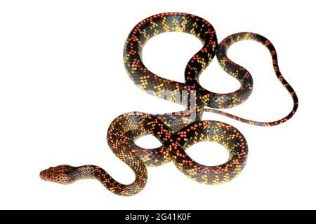 Serpent Checkerbelly (Siphlophis cercinus), un serpent rare de la province d'Orellana, en Équateur amazonien Banque D'Images