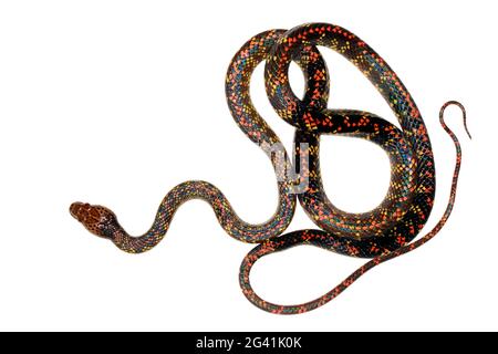 Serpent Checkerbelly (Siphlophis cercinus), un serpent rare de la province d'Orellana, en Équateur amazonien Banque D'Images