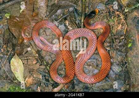 Serpent Calico à tête jaune (Oxyrhopus formosus) province d'Orellana, Équateur amazonien Banque D'Images