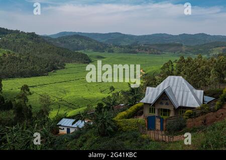 Maison donnant sur la plantation de thé et les montagnes, près de Gisakura, province occidentale, Rwanda, Afrique Banque D'Images