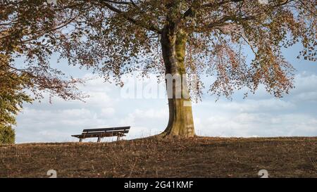 Un banc dans un parc d'automne sous un arbre coloré Banque D'Images