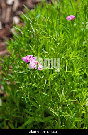 Fleurs de Dianthus rose, clou de girofle de chinensis, fleur de guillaume douce dans le jardin Banque D'Images