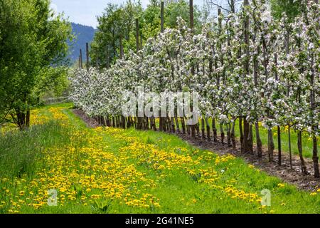 Des pissenlits jaunes fleurissent sur un sentier de prairie luxuriant entre des rangées de pommiers en fleurs au printemps, Krombach Oberschur, Spessart-Mainland, Franconie, Bavari Banque D'Images