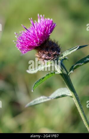 La centaurée commune (Centaurea nigra) Banque D'Images