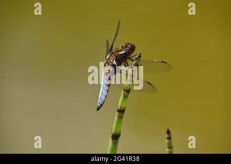 Dragonfly mâle au corps large reposant sur une plante d'étang verticale Banque D'Images