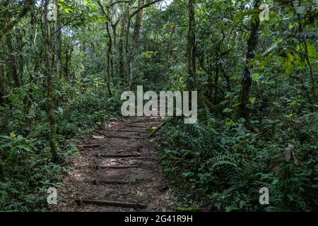 Chemin à travers la jungle luxuriante lors d'une randonnée de découverte de chimpanzés dans la forêt de Cyamudongo, le parc national de la forêt de Nyungwe, province occidentale, Rwanda, Afrique Banque D'Images