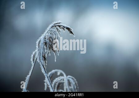 Roseaux couverts de houarfrost sur les rives du Kochelsee; Bavière; Allemagne. Banque D'Images