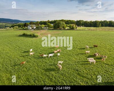 Vue aérienne du pâturage de bétail lumineux sur la prairie de printemps, Eschau, Räuberland, Spessart-Mainland, Franconie, Bavière, Allemagne, Europe Banque D'Images