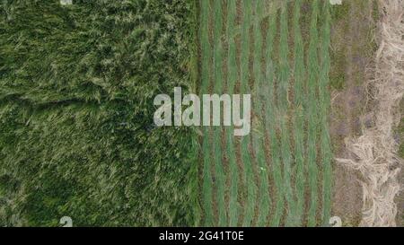 un drone survole le maïs de blé vert. Terres céréalières, industrie agricole. Texture naturelle en mouvement, les pointes de blé luxuriantes agitant au vent Banque D'Images