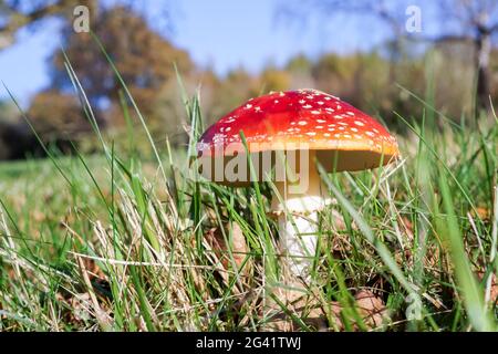 Agaric Fly Toadstool (Amanita muscaria) Banque D'Images