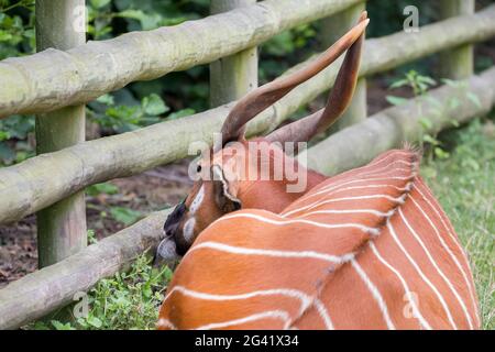 Bongo (Tragelaphus eurycerus orientale isaaci) Banque D'Images