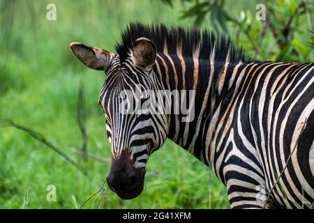 Zebra dans les prairies, Parc national d'Akagera, province orientale, Rwanda, Afrique Banque D'Images