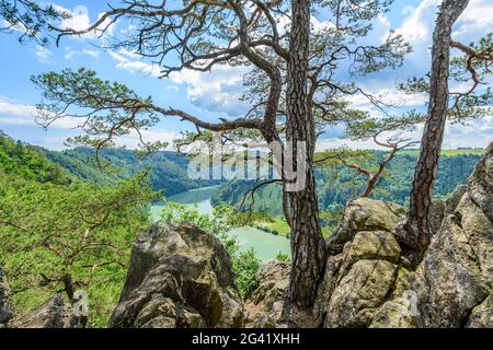 Vue sur le Danube près de Schlögener Schlinge, haute-Autriche, Autriche Banque D'Images