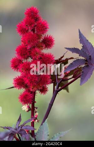 Floraison de la plante de caste (Ricinus communis) à Tenerife Banque D'Images