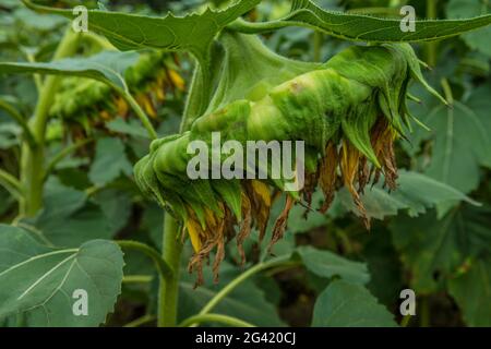 Vue latérale d'un tournesol terminé pour la saison plein de graines qui couloent dans un champ en automne de gros plan Banque D'Images