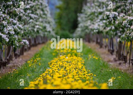 Des pissenlits jaunes fleurissent sur un sentier de prairie luxuriant entre des rangées de pommiers en fleurs au printemps, Krombach Oberschur, Spessart-Mainland, Franconie, Bavari Banque D'Images