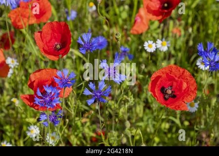 Des fleurs de maïs, des coquelicots et des pâquerettes sur un pré de printemps Banque D'Images