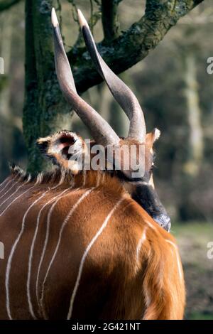 Bongo (Tragelaphus eurycerus orientale isaaci) Banque D'Images