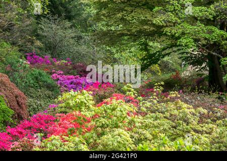 Les azalées en fleurs Banque D'Images