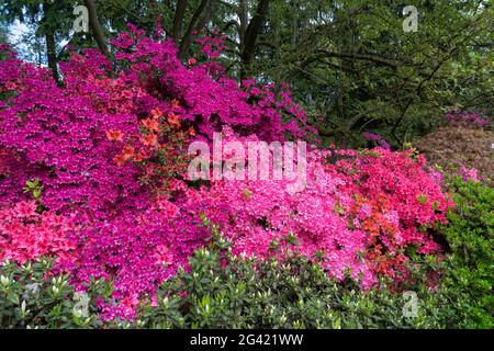 Les azalées en fleurs Banque D'Images