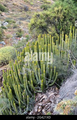 Île des Canaries l'euphorbe ésule (Euphorbia canariensis) Banque D'Images