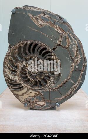 Ammonite (Asteroceras stellare) Début de période jurassique c. 3047 Banque D'Images